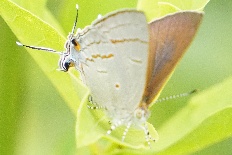 Oederemia lithoplasta - Buxtons Haarschwanz